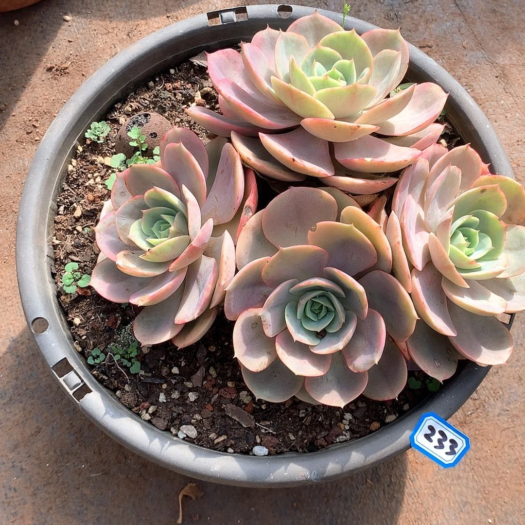 233蓝色苍鹭一物一拍多肉