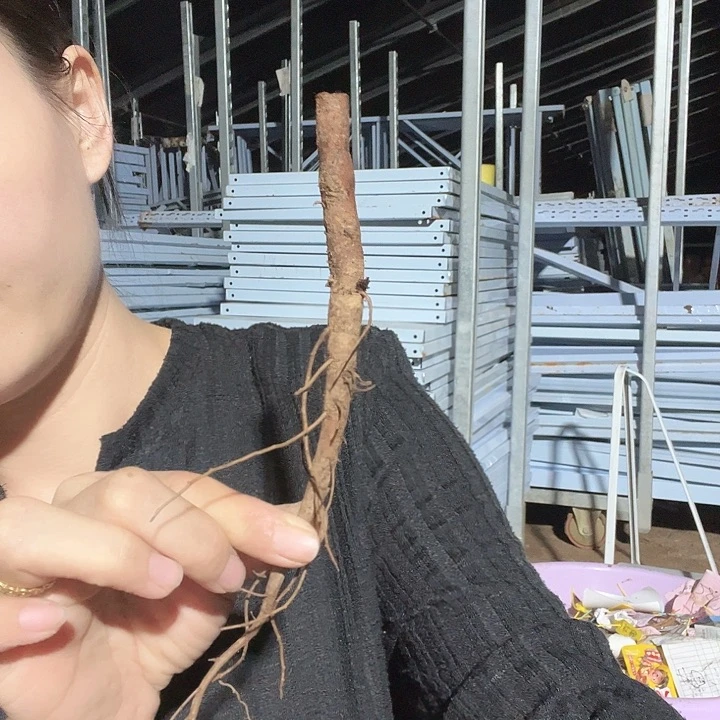 当前无花栽培后可以开花拜占庭根