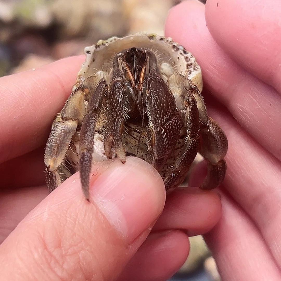 2.1口稀有色黑金刚一只