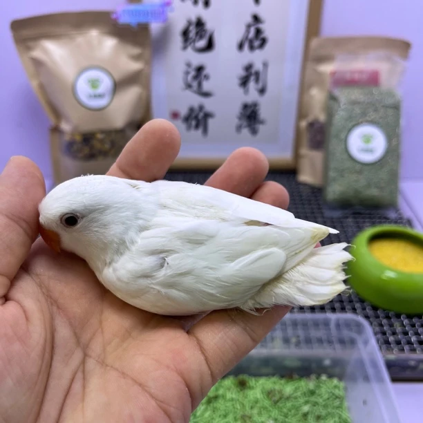 牡丹鹦鹉-学吃精品白闪母H82975