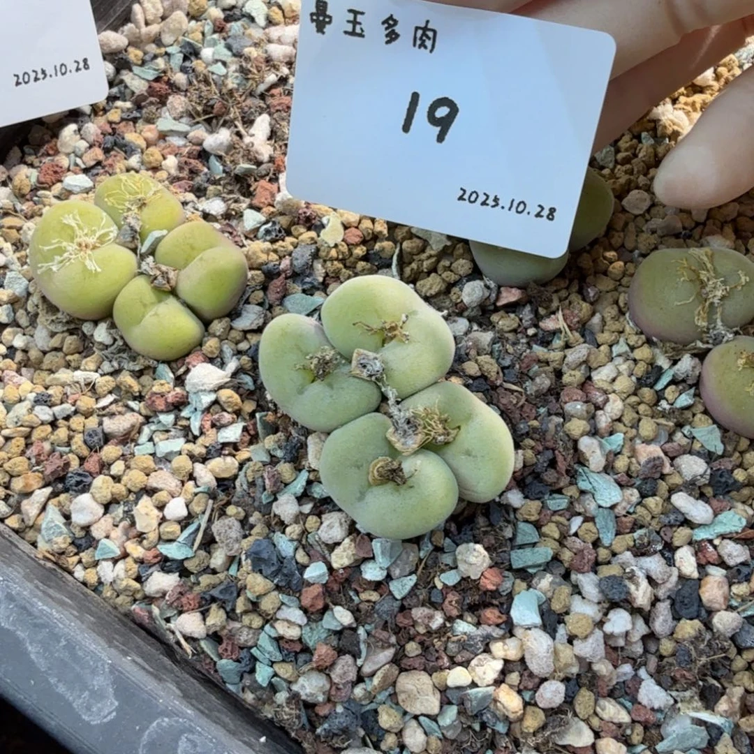 水***弥多肉多肉多肉10.28-019