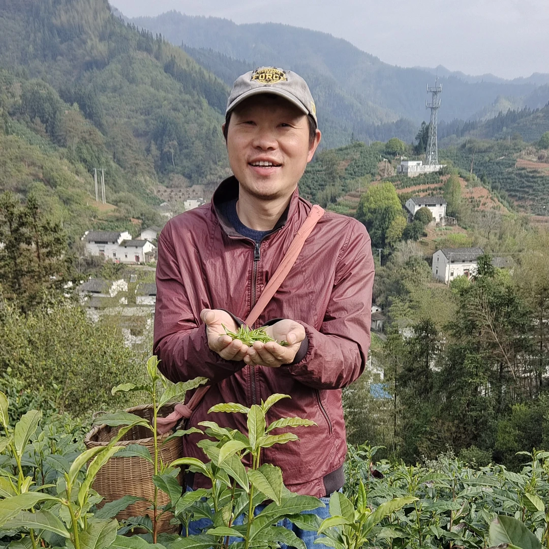 2025年现货  富溪高山高档毛峰500g