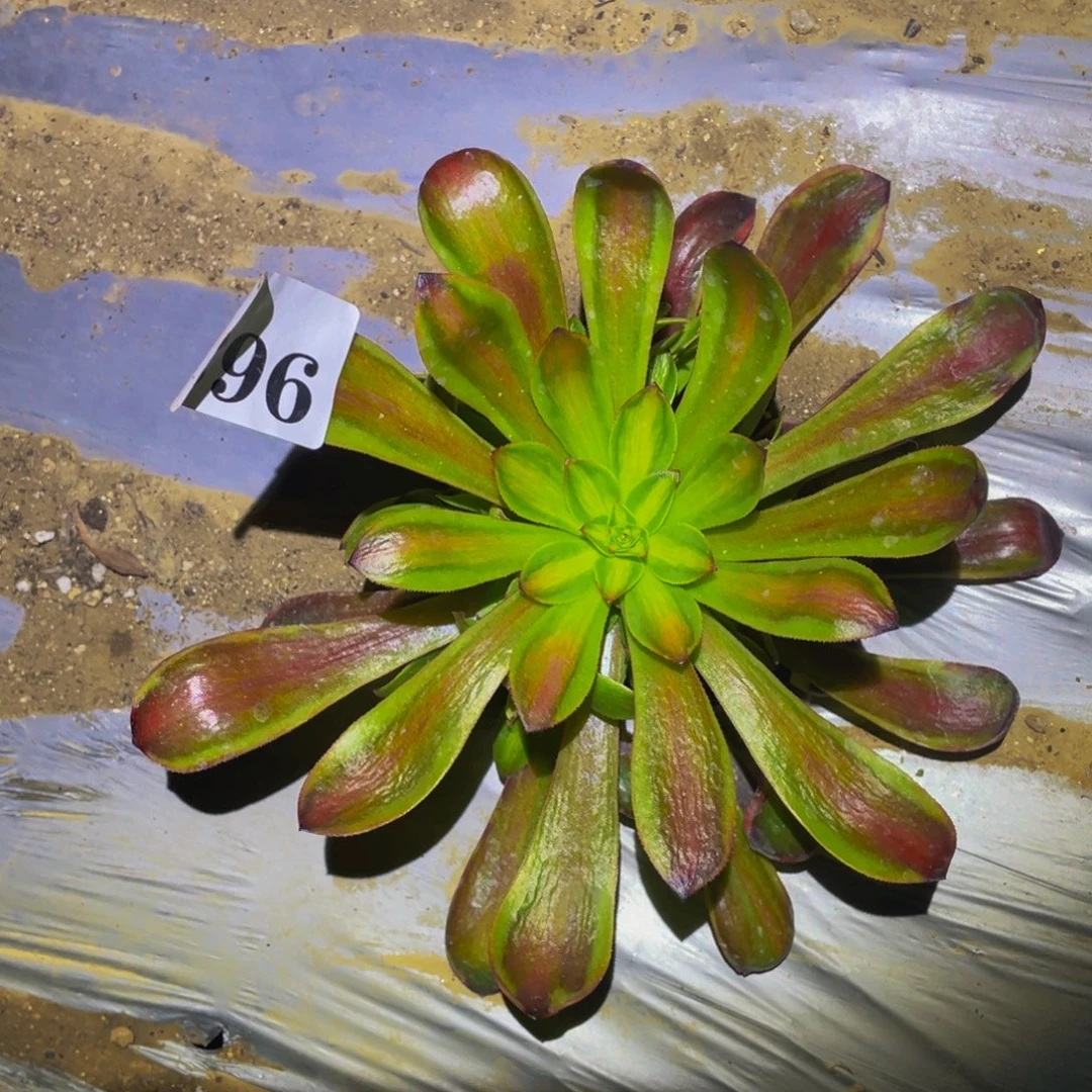 欧佳丽七彩多肉植物963