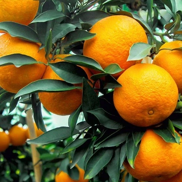 【优选果】正宗四川丹棱爱媛果冻橙自家当季桔子现摘带叶果肉嫩汁多
