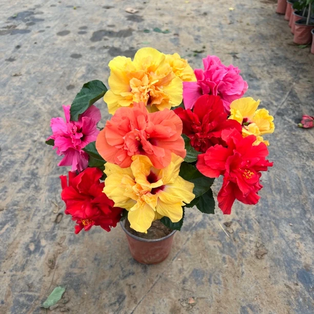 四色嫁接重瓣木槿花，好看好养