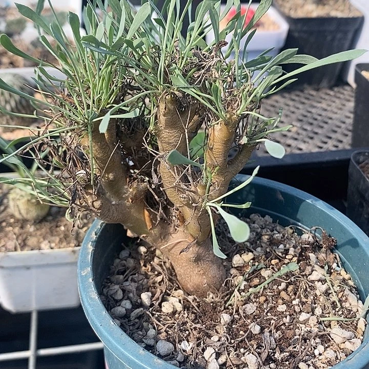 黑鬼殿厚敦菊，特，一物一拍