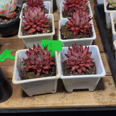 组合套餐编号43号