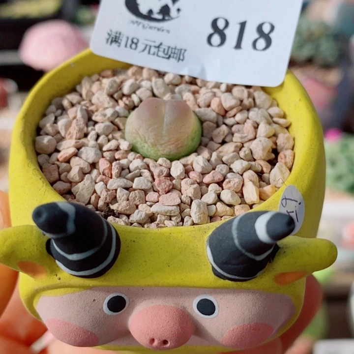 生石花花花花花花花花818