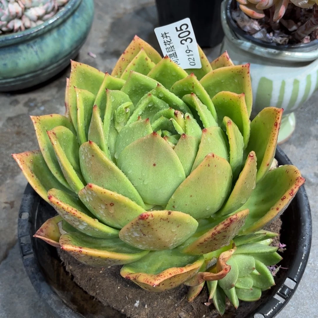 圆**圆同温层多肉翠花305