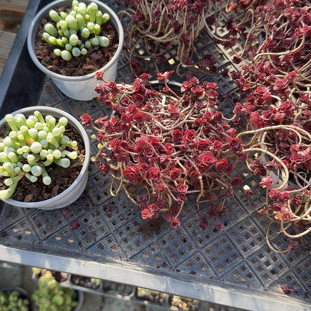 小球玫瑰多肉植物