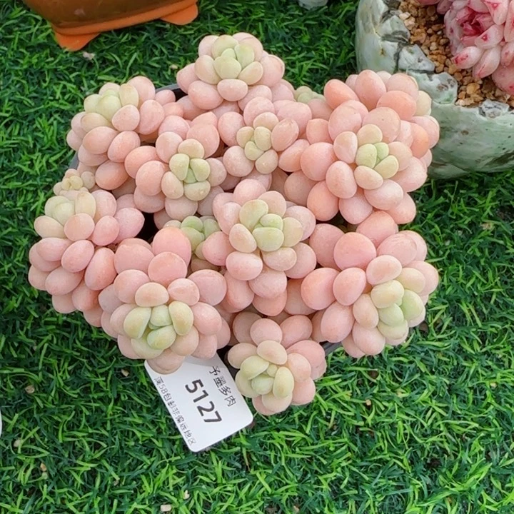 洛可可，5127多肉