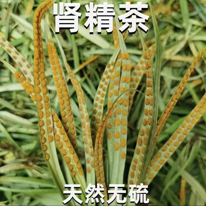 化石草袍子滋补泡水泡茶深山野黄金草原生态无硫纯天然