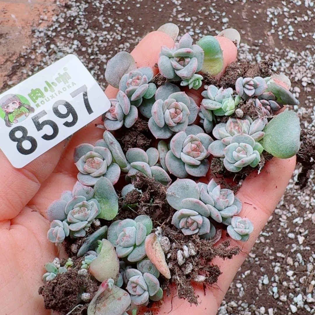 月***凉多肉植物多肉植物