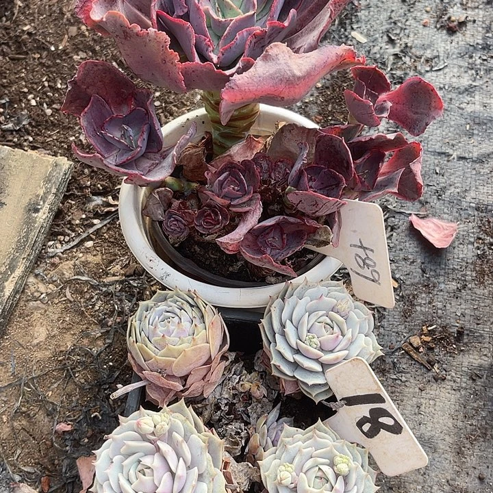 两单包邮，不售后，散89,18