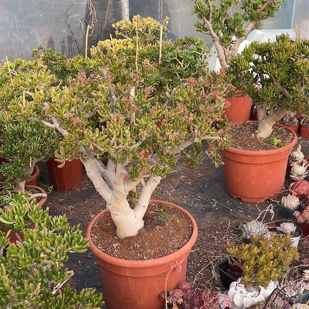 9年吸财树带土球发货