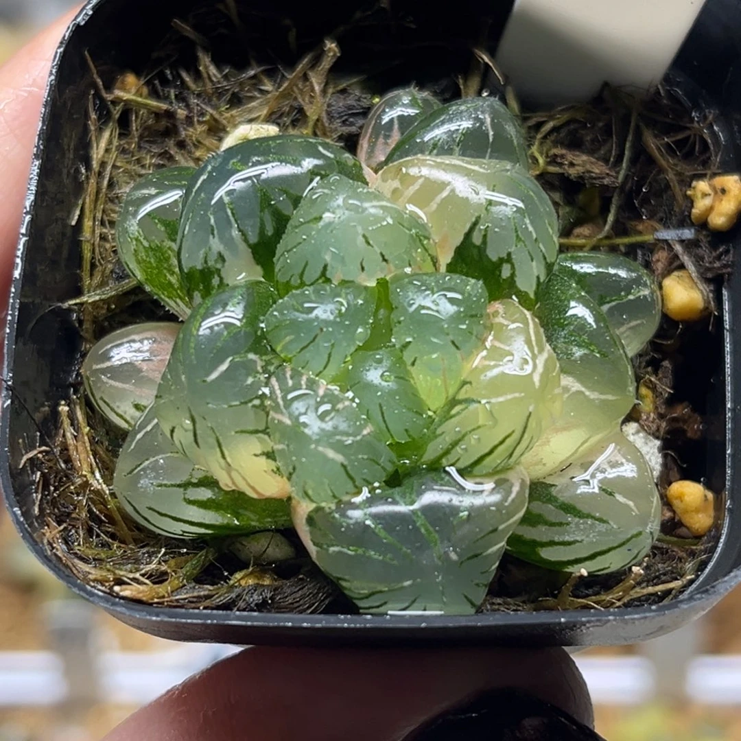 101冰灯玉露锦福利专场