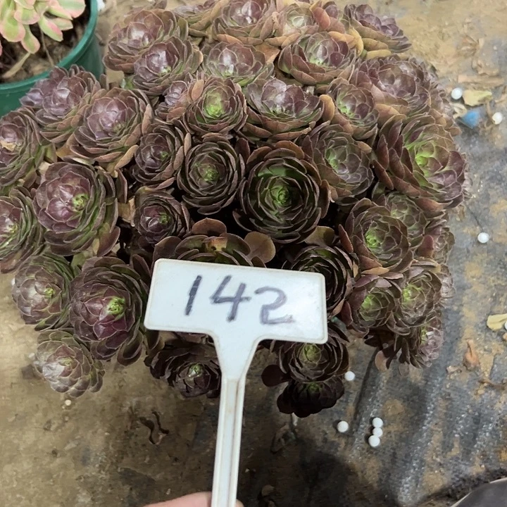 多肉植物紫罗兰法师142