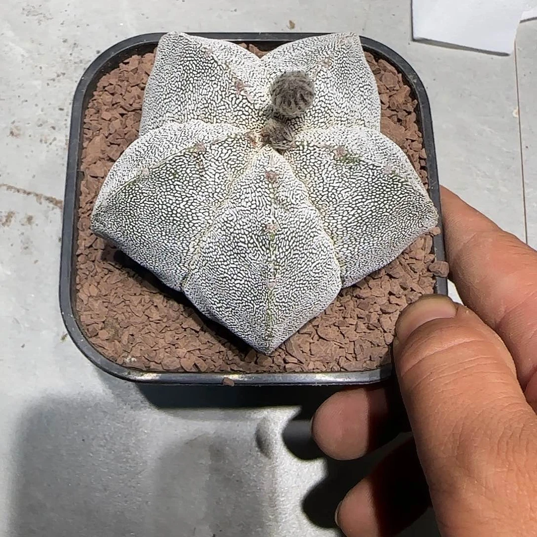 ?****?实生仙人球特价