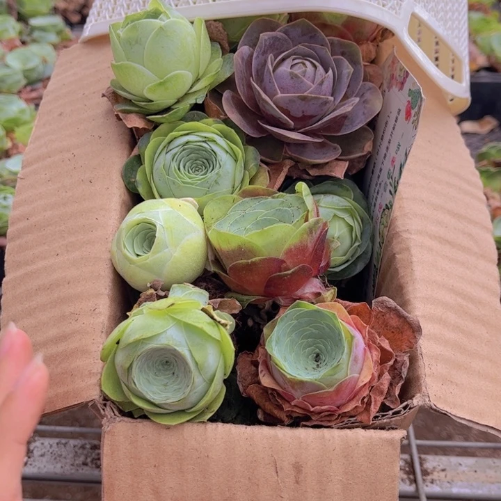 无花朵十八颗玫瑰➕花篮888