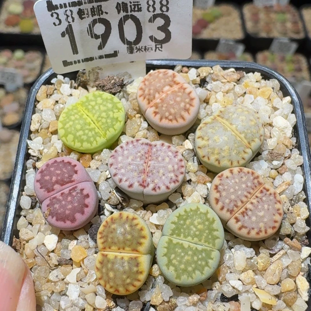 Ssss精品生石花1903