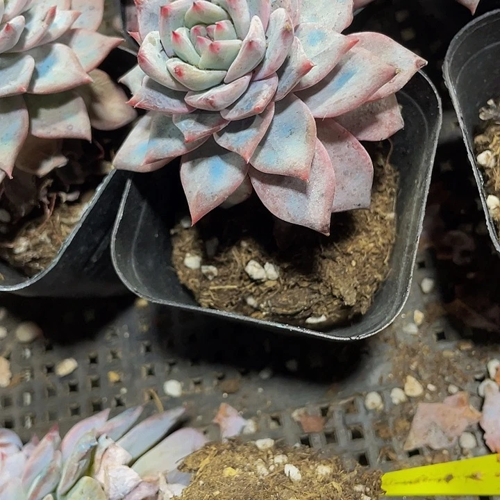 粉蓝鸟2.8带盆土