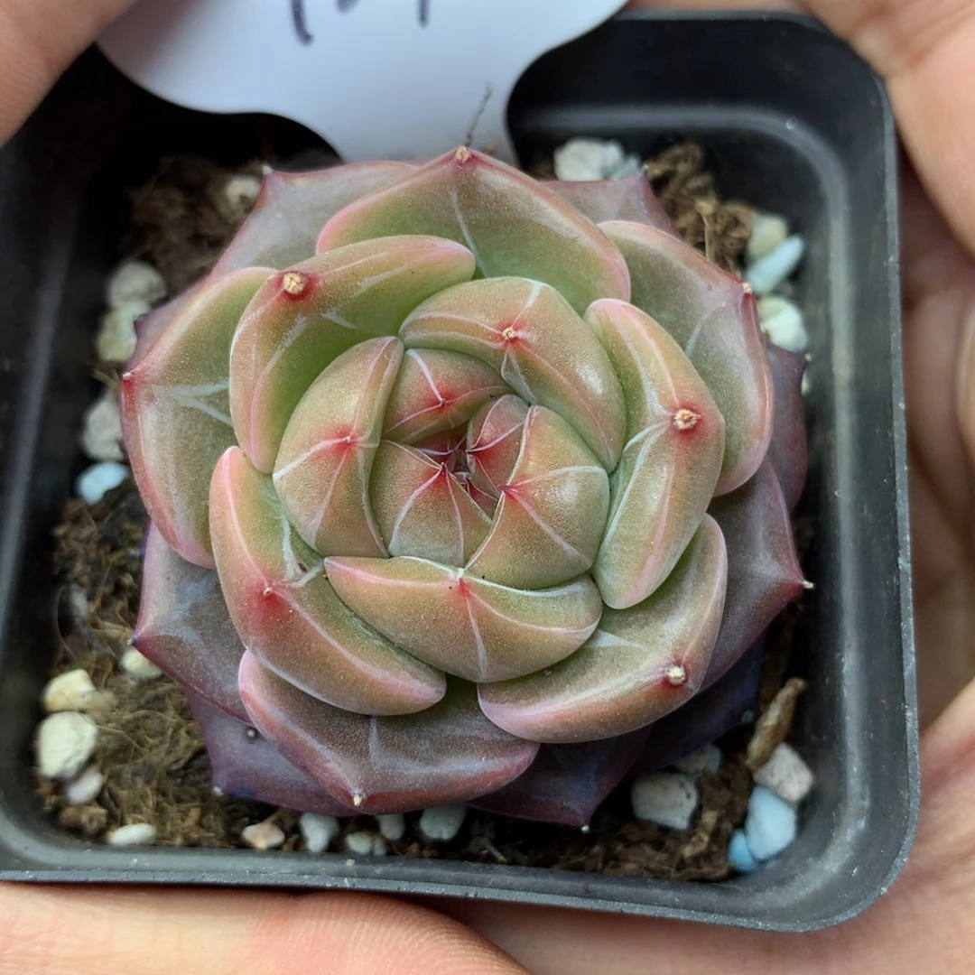 宝石心珍妮单头137