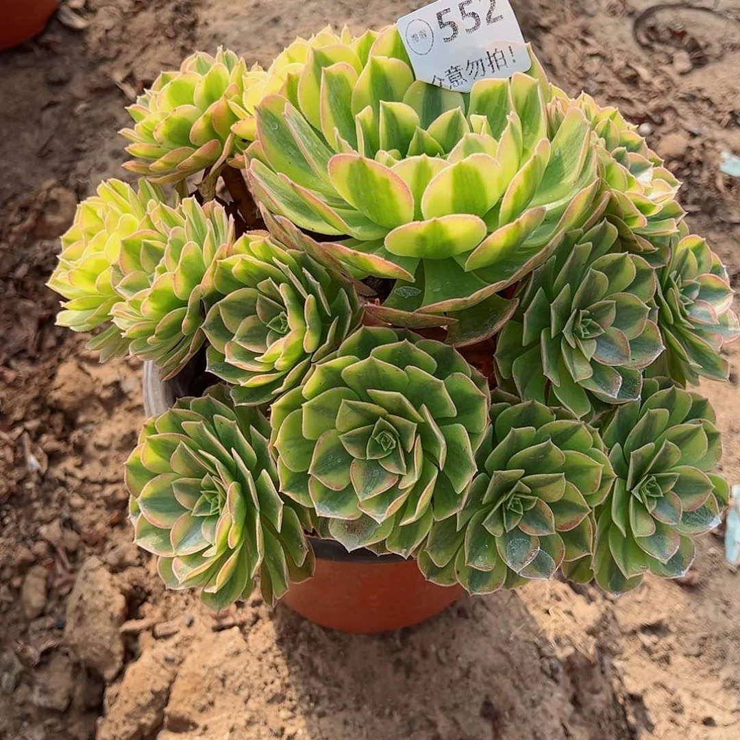 无花朵多肉植物552