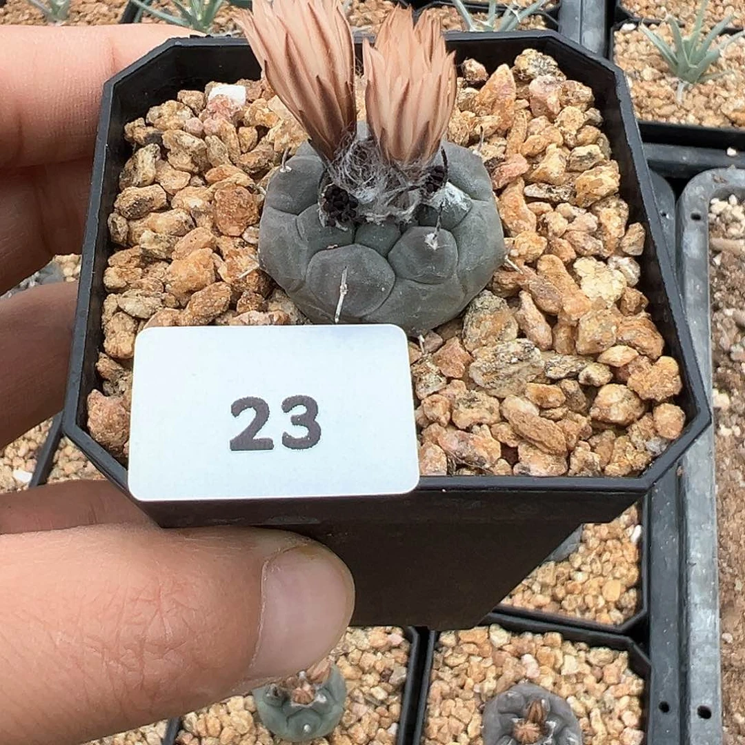 东云，仙人球，实生。