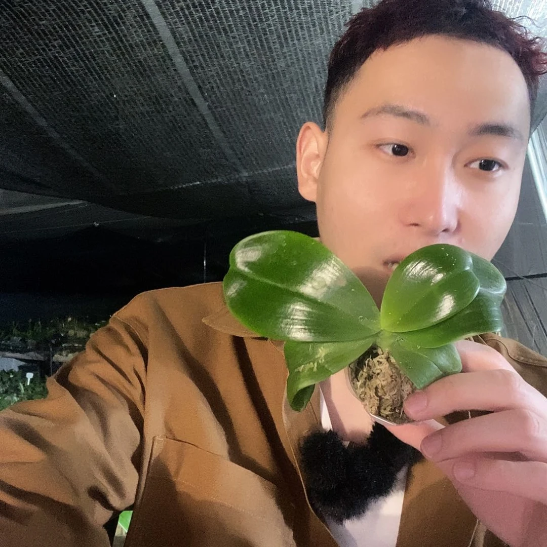 无花朵雅风长青福利