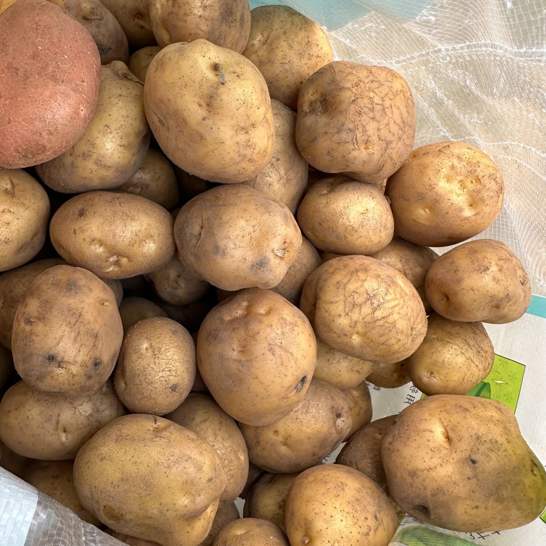 《甘书记助农》农家特产 黄心土豆洋芋