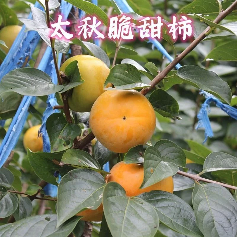 太秋柿子树苗 日本甜柿苗 脆甜柿子苗太秋甜柿南方北方种植果树苗