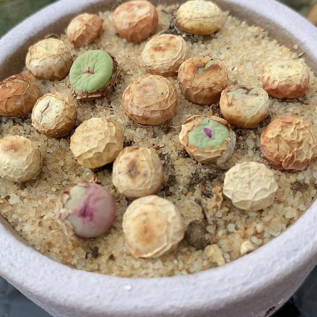 1380B小红嘴2颗一组