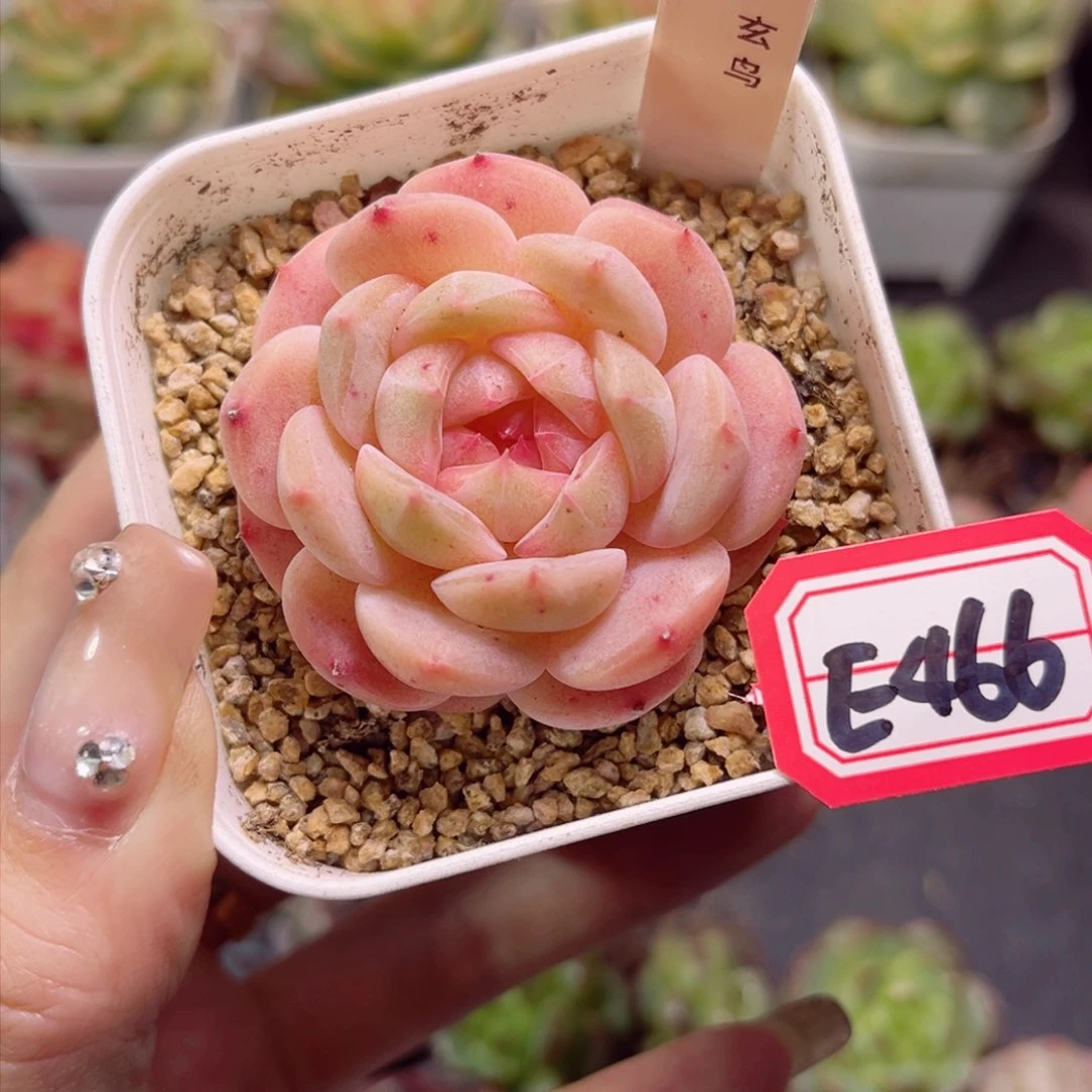 E466珠光色玄鸟一物一拍