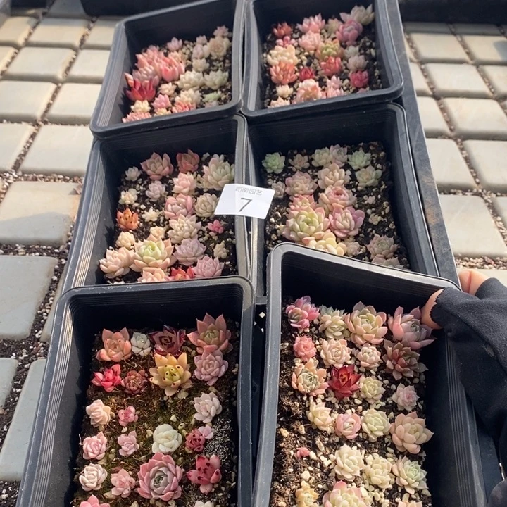 7 多肉植物盆栽花卉