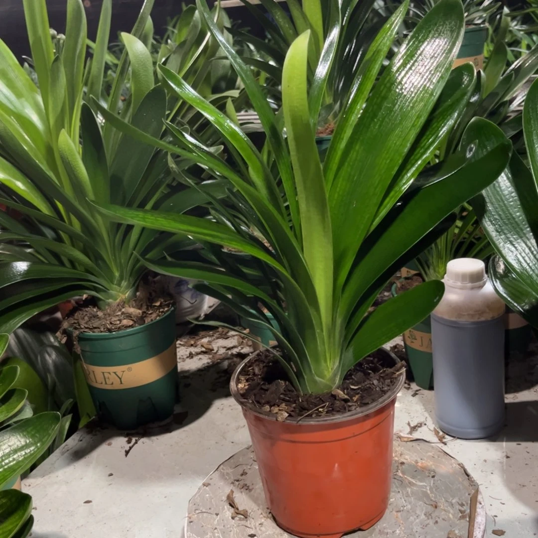当前无花栽培后可以开花