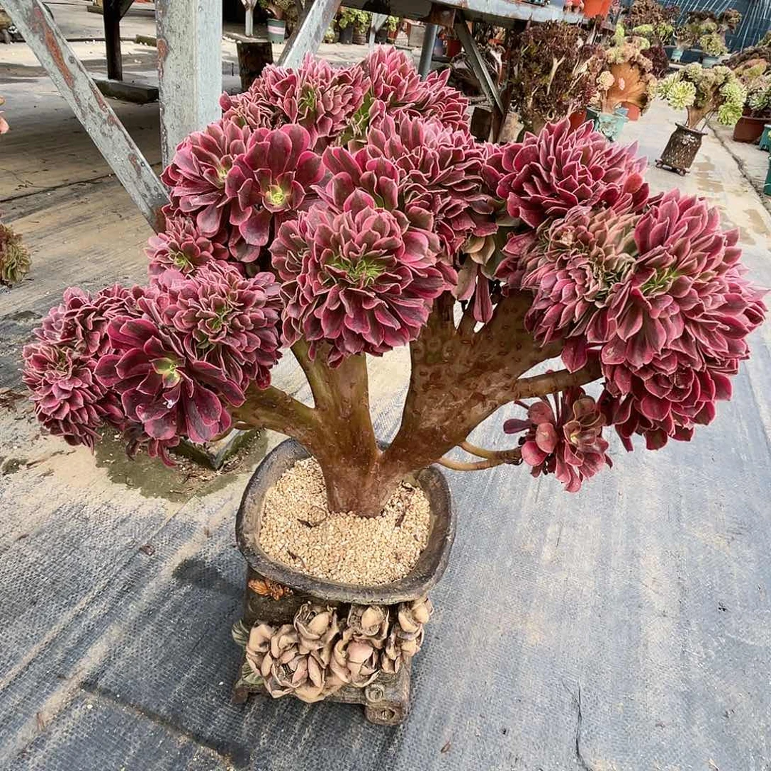 【闪购商品】全部花朵美杜莎