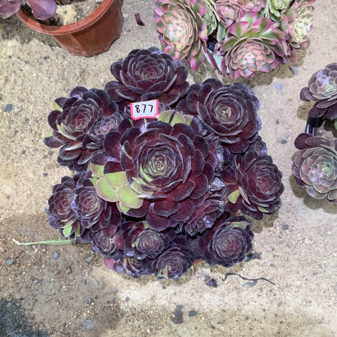 877多肉植物黑美人