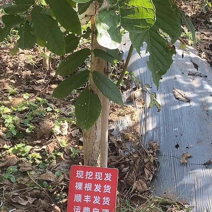 ꧁***油吊坠文玩核桃文山