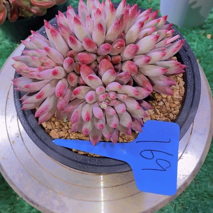 。****.这个我是真心爱啊