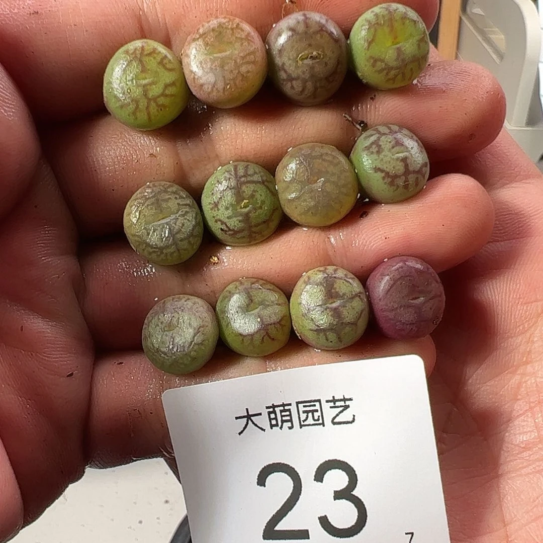 000023量拍以下4颗