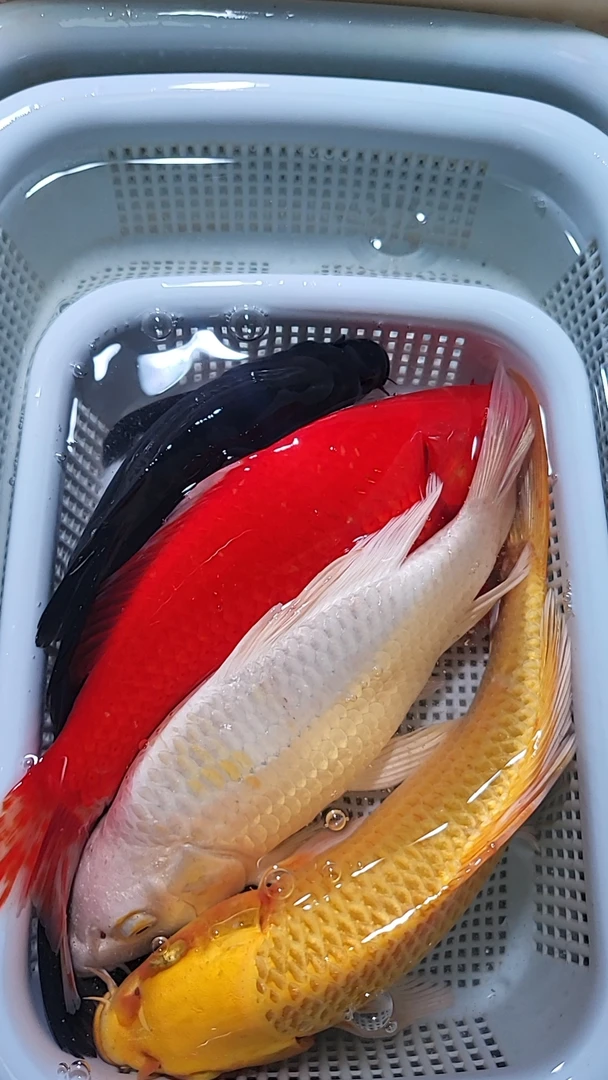 20【黄红黑白红白三色夏日一条装15-17/18-20公分】冷水观赏鱼 包邮