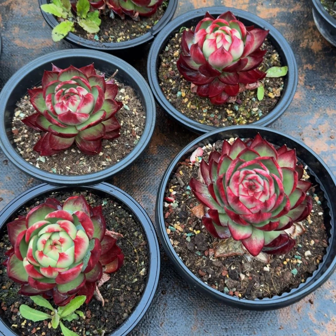 十***-无花朵肉肉肉肉哈哈哈哈哈哈哈哈