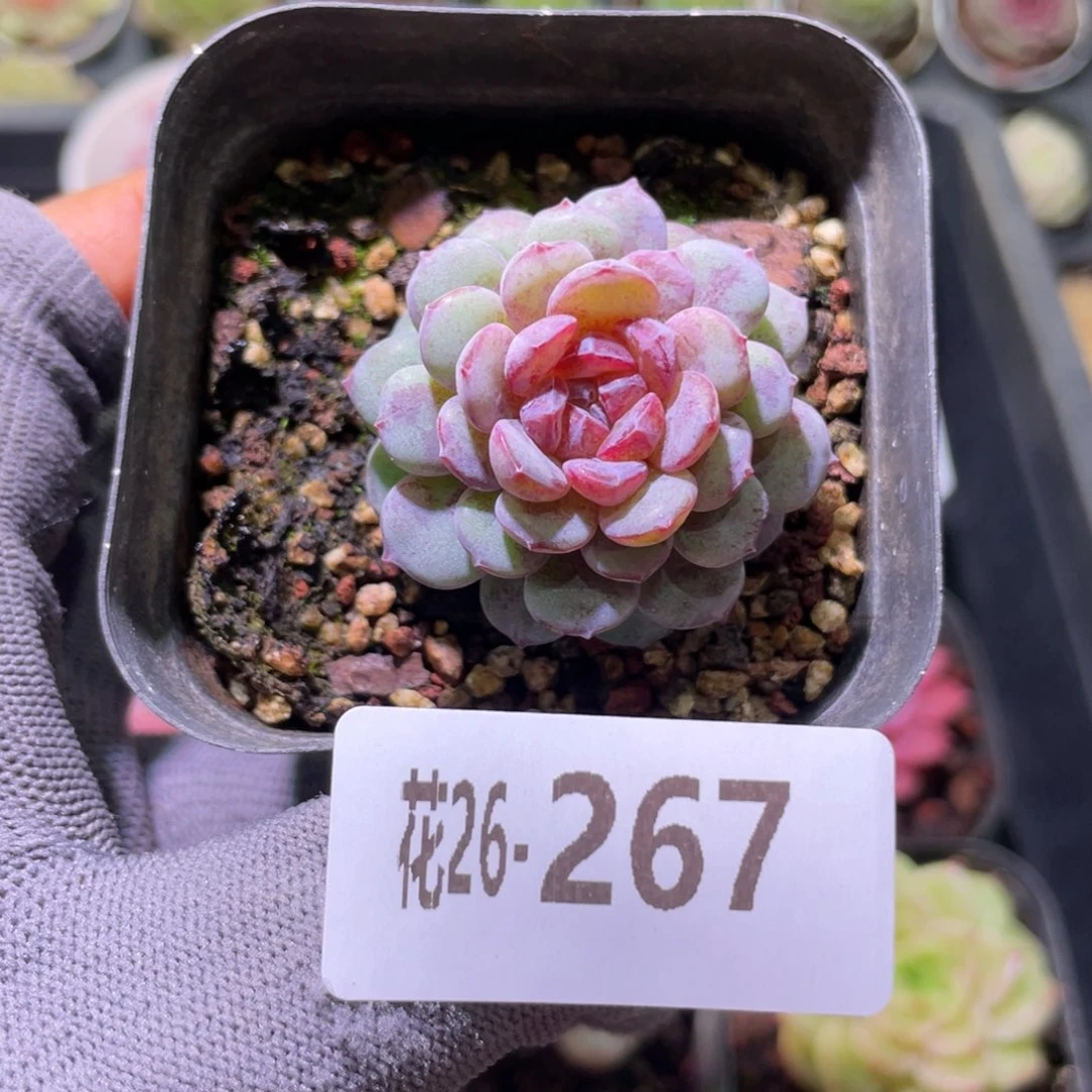 花利美26-267血钻
