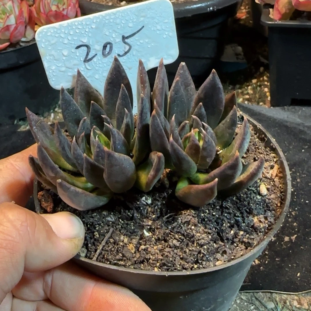 黑骑士惊鸿一物一拍包装收缩花旱205