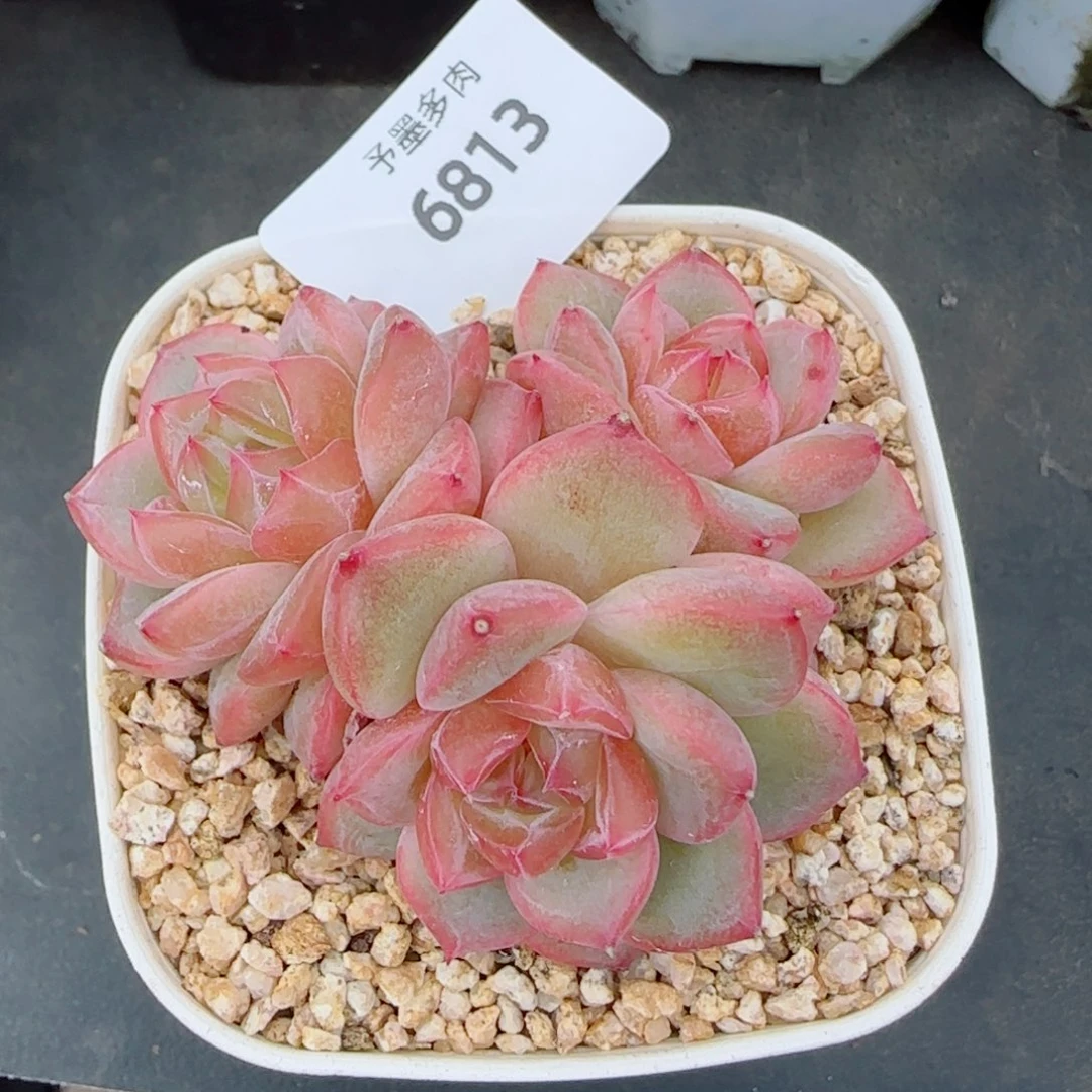 海洋之星群，6813多肉植物