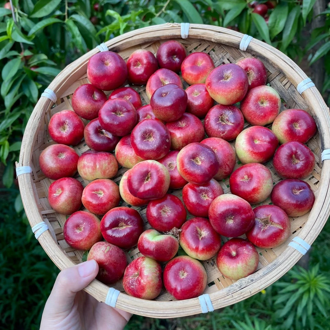 【顺丰包邮】纽扣蟠桃脆甜新鲜水果当季应季桃子稀有桃子果园直发
