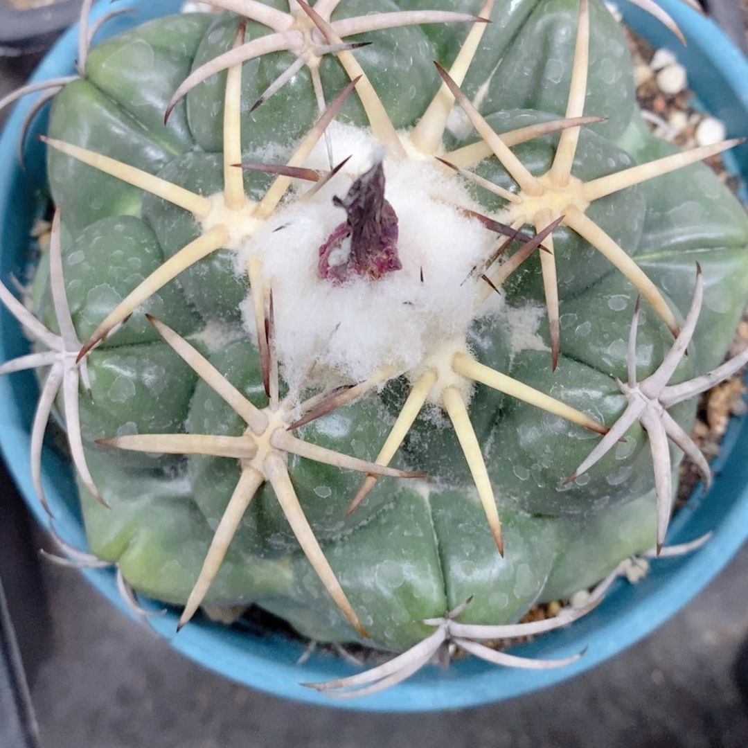 实生 粗刺安宅象牙9.5公分左右一物一拍