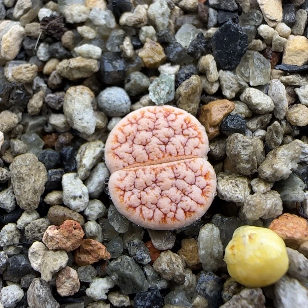 1 生石花大棚直播