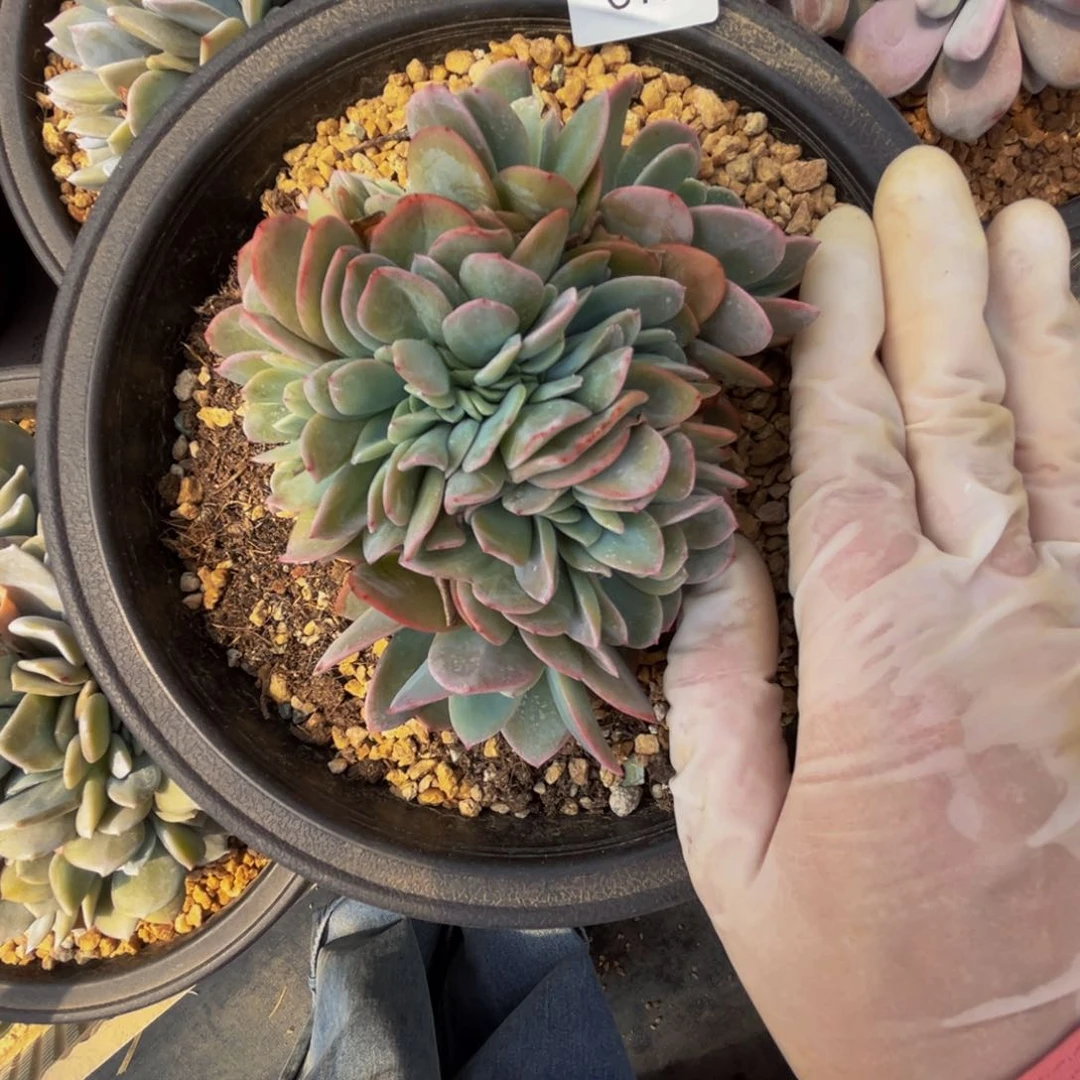 ?**糖c c c c c c c c c 18