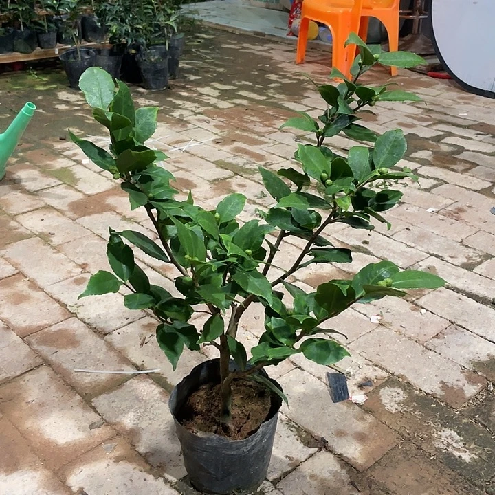 大部分花苞少量开放，变异香妃